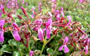 Kaplan Pelargonie