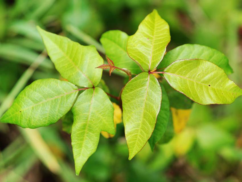 anwendungsgebiete-von-rhus-toxicodendron-in-der-hom-opathie-wie