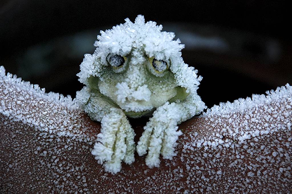 Wie Tiere den Winter überleben - Wie-funktioniert.com