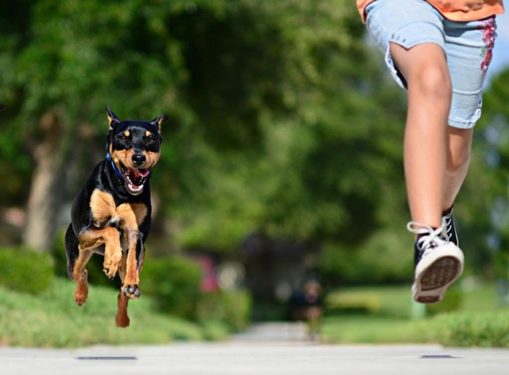 Warum haben Menschen Angst vor Hunden?