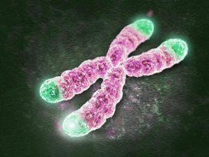 telomere